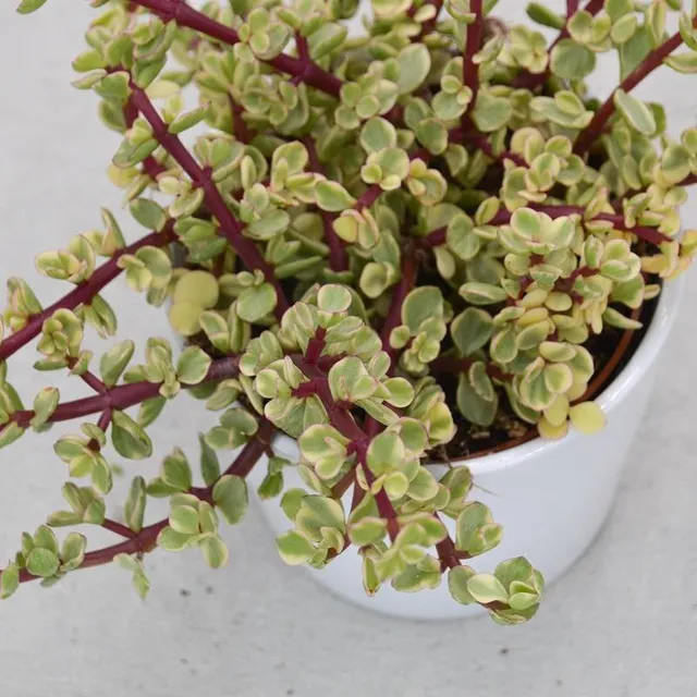 pasiora-portulacaria-afra-variegata-sukkulente-12cm image 1