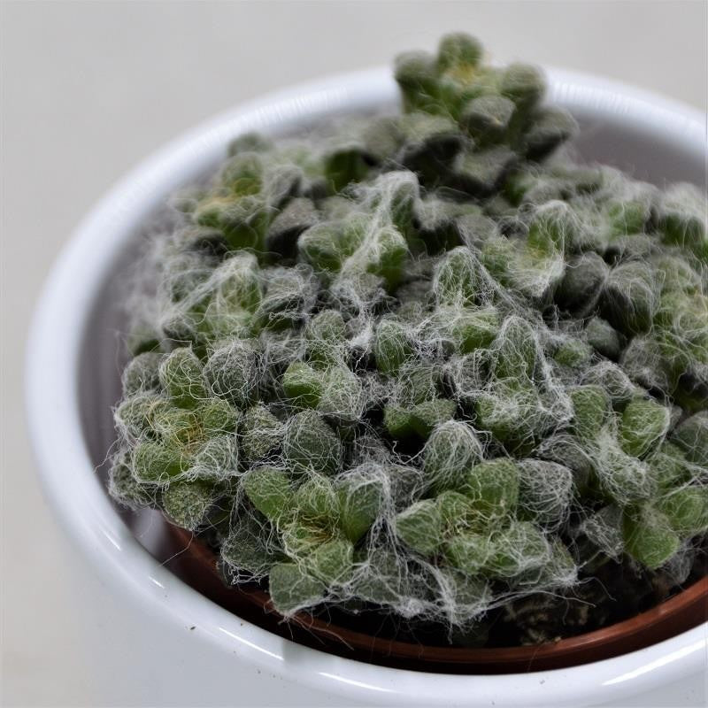 pasiora-anacampseros-retusa-filamentosa-sukkulente-5-5-cm-topf image 3