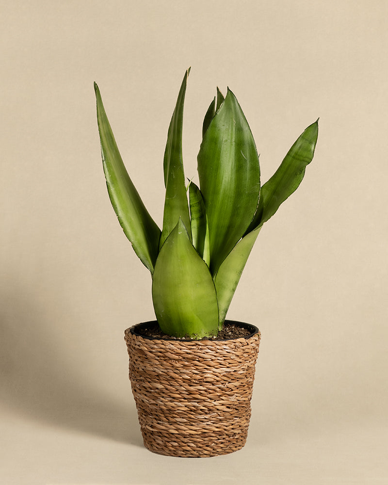 feey-sansevieria-trifasciata-moonshine-bogenhanf-mittel image 7