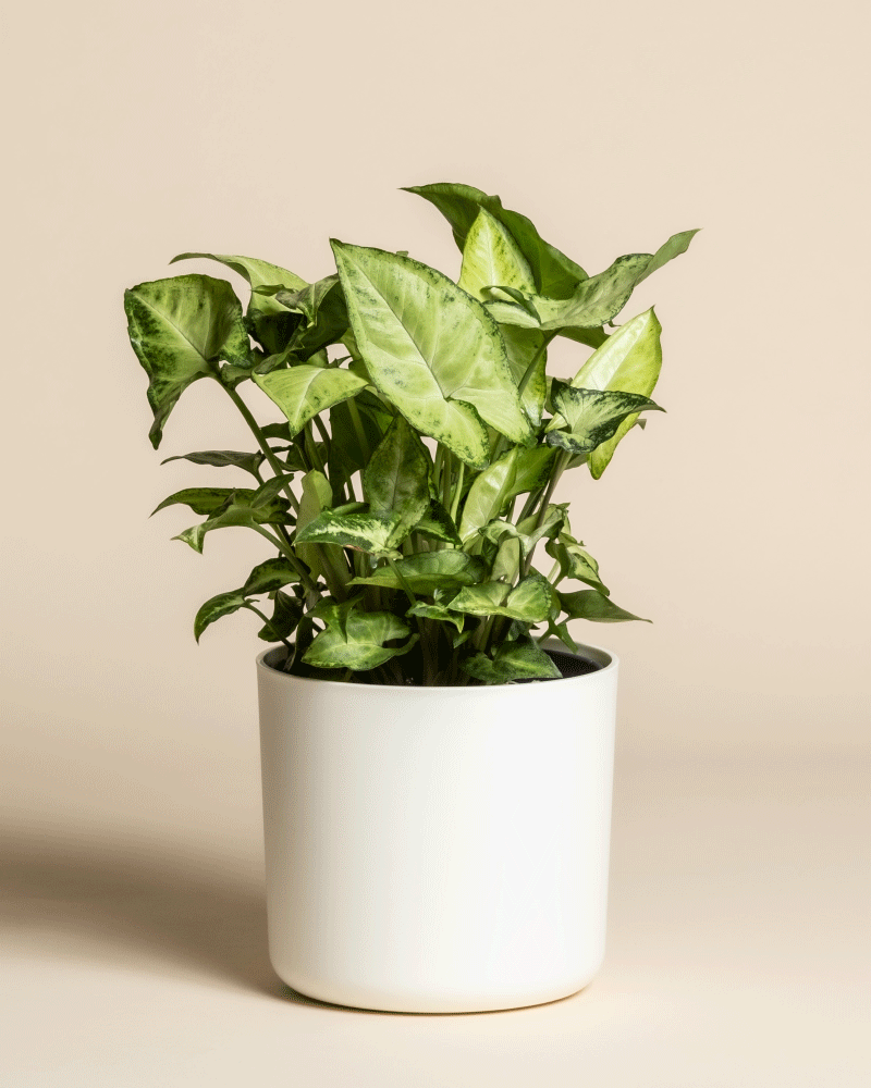 feey-syngonium-pixie-purpurtute-h-ngepflanze image 7