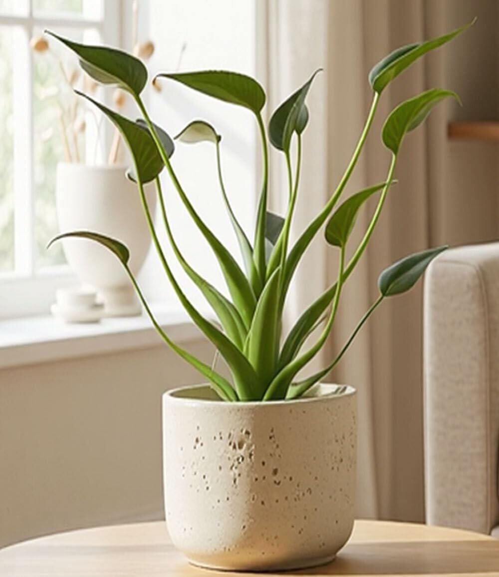 baldur-garten-alocasia-tiny-dancers-zimmerpflanze-im-12-cm-topf image 1