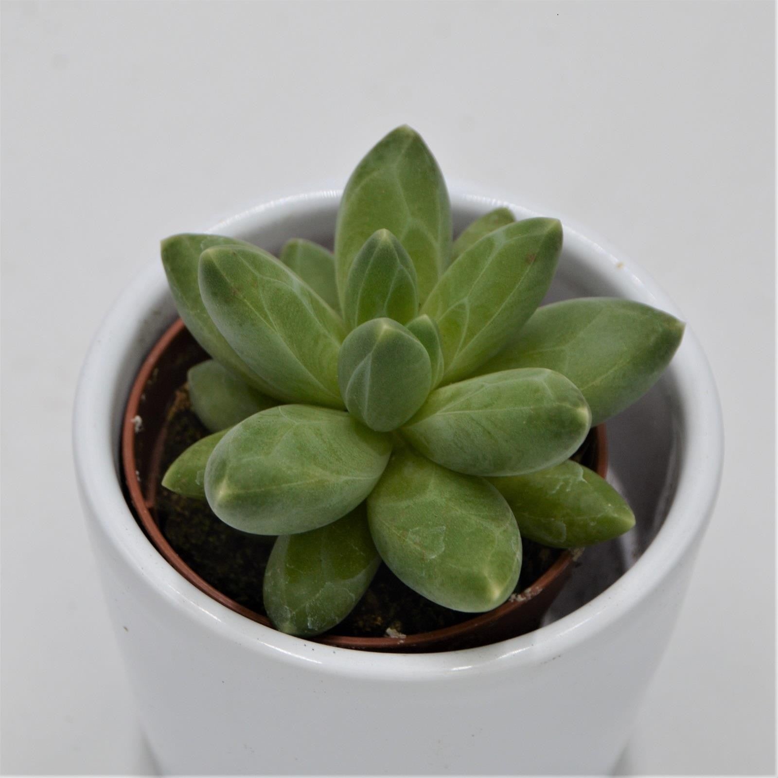 pasiora-pachyphytum-compactum-little-jewel-sukkulente-5-5cm image 1
