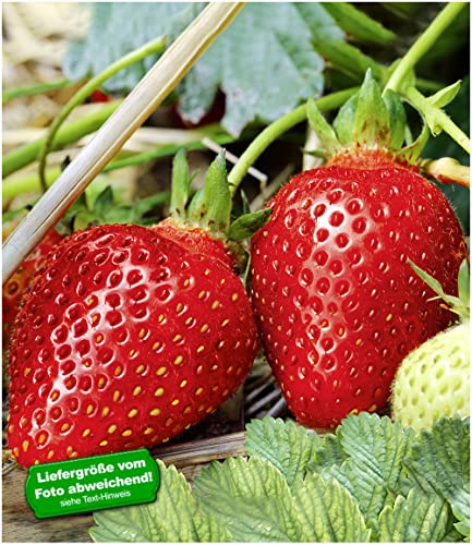 baldur-garten-immertragende-erdbeere-albion-3x-pflanzen-im-7x7-cm-topf image 4