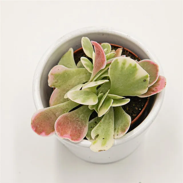 pasiora-kalanchoe-thyrsiflora-rainbow-6cm-sukkulente image 1