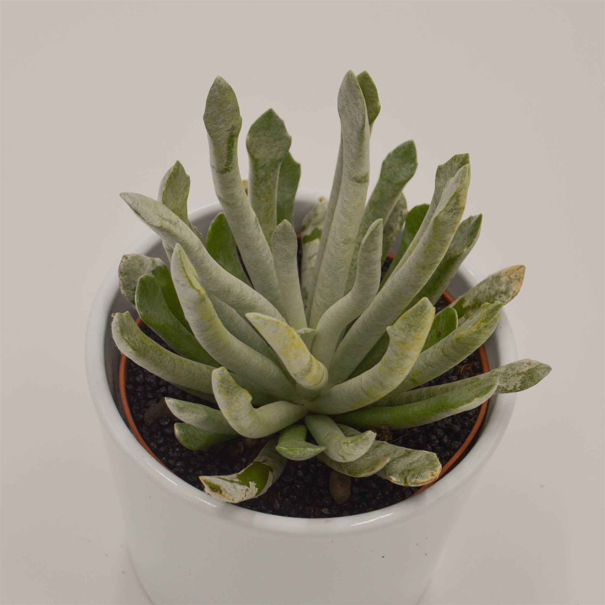 pasiora-senecio-scaposus-v-addoensis-sukkulente-10-5cm-topf image 2