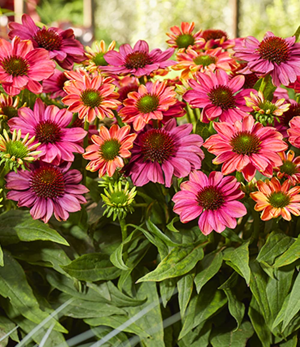 baldur-garten-echinacea-evolution-staude-im-9x9-cm-topf image 4