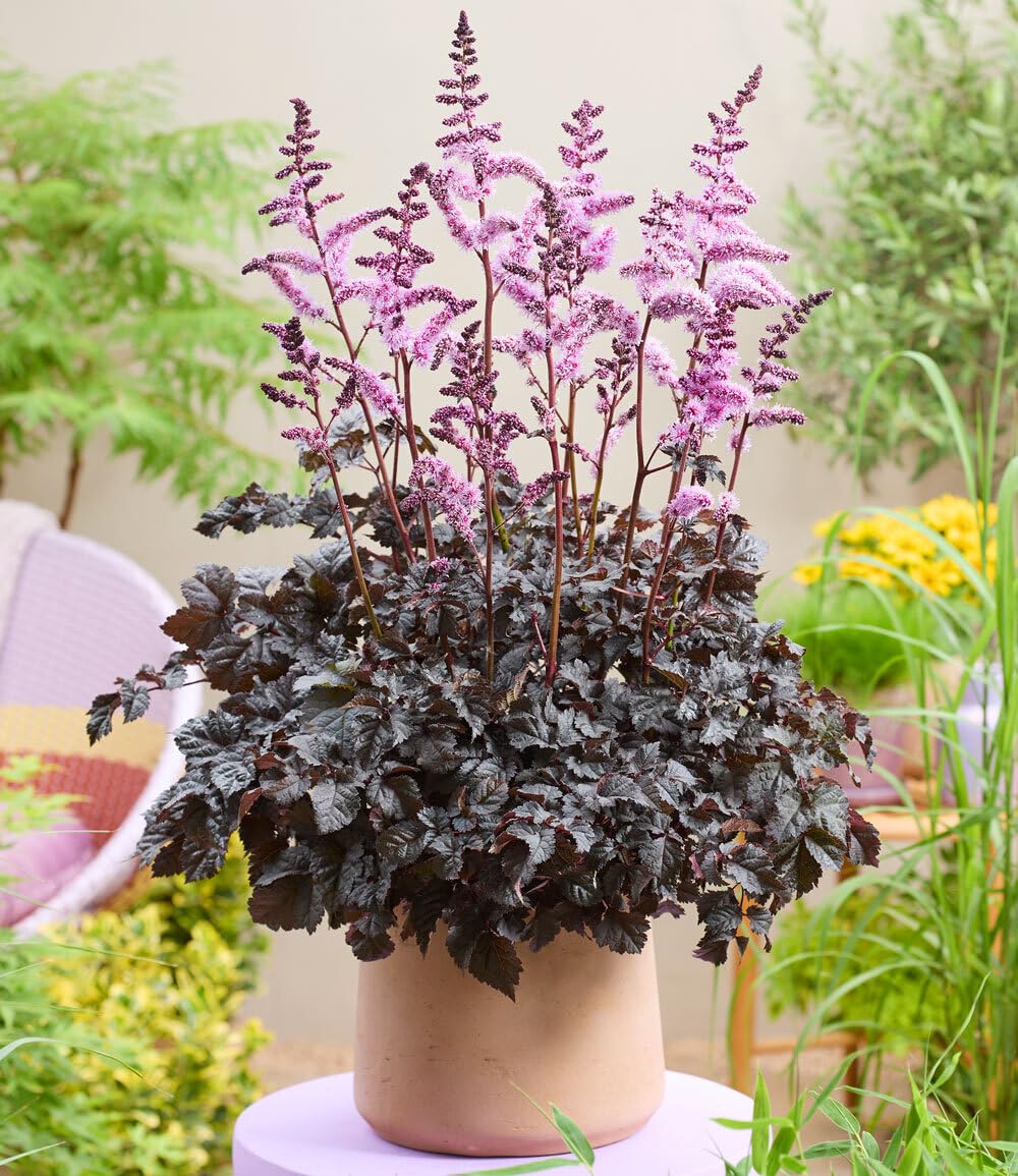 baldur-garten-astilbe-dark-side-of-the-moon-rhizom-gr-e-i image 1