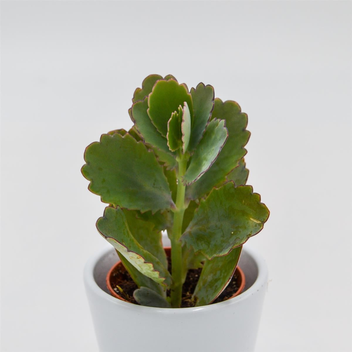 pasiora-kalanchoe-fedtschenkoi-sukkulente-5-5cm-topf image 1
