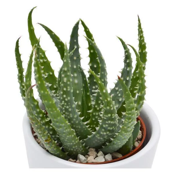 pasiora-aloe-humilis-niedrige-aloe-6cm image 1