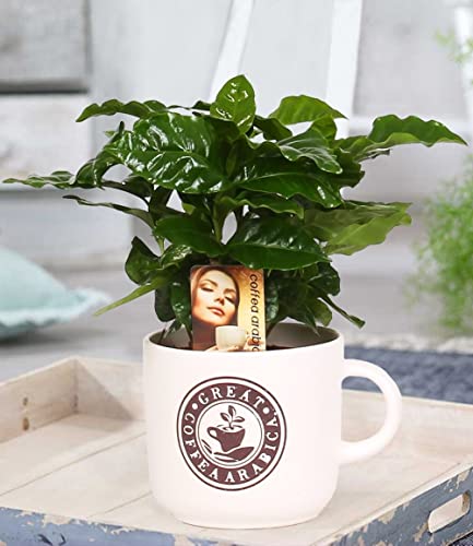 baldur-garten-coffea-arabica-kaffeepflanze-im-12-cm-barista-keramiktopf image 8