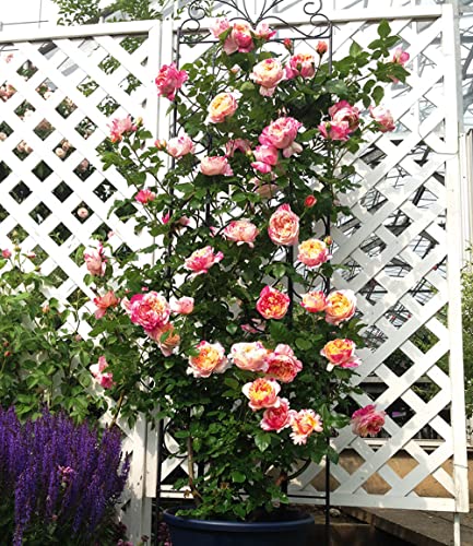 baldur-garten-kletter-rose-julie-andrieu-winterhart-wurzelnackt image 8
