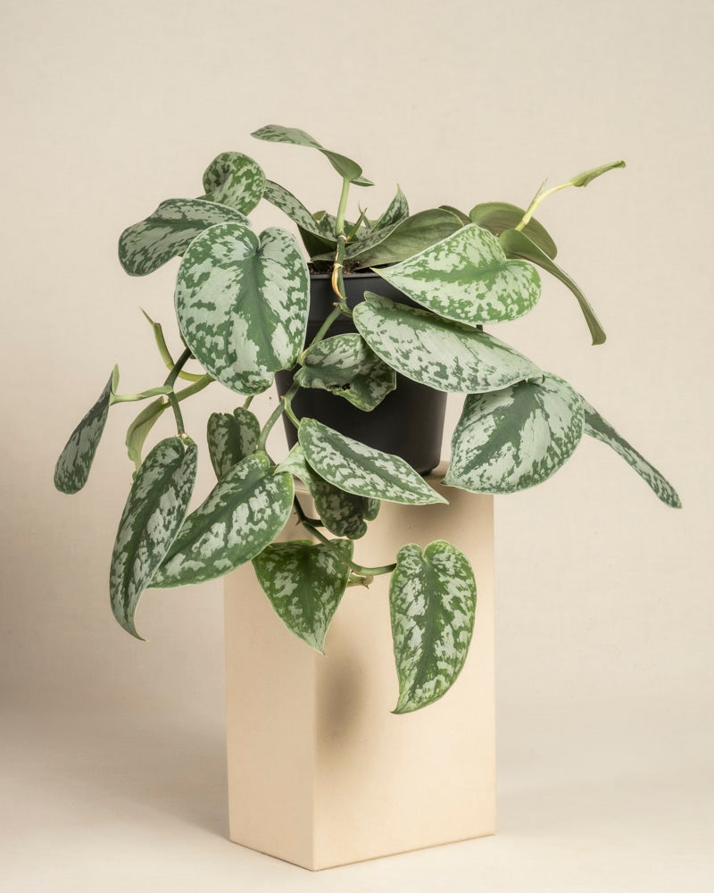 feey-gro-e-silbrige-efeutute-scindapsus-pictus-trebie-h-ngepflanze image 3