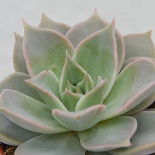 pasiora-echeveria-madiba-sukkulente-8-5-cm image 1