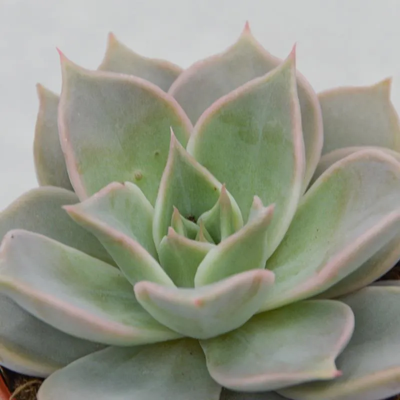 pasiora-echeveria-madiba-sukkulente-8-5-cm image 1
