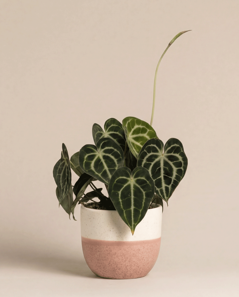 feey-anthurium-clarinervium-zimmerpflanze-herzblattblume-2 image 6
