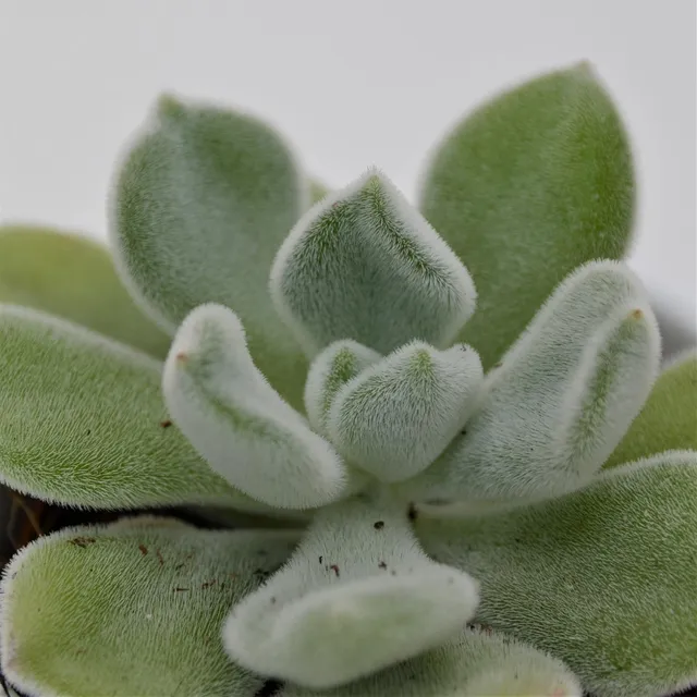 pasiora-echeveria-pulvinata-frosty-sukkulente-5-5cm image 1