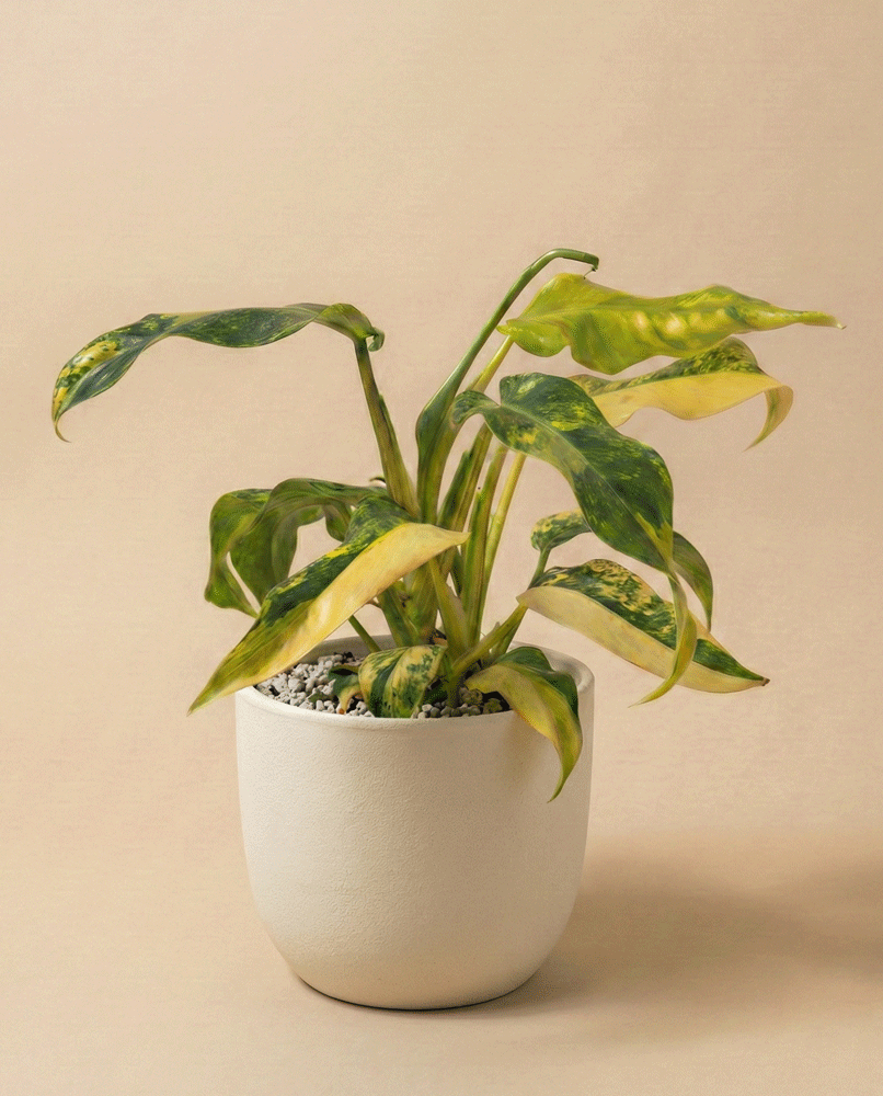 feey-monstera-standleyana-aurea-zimmerpflanze-rarit-t image 5