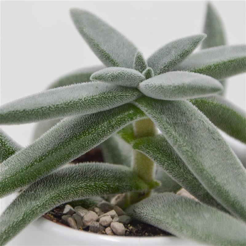 pasiora-crassula-mesembryanthemoides-tenelli-6cm-topf image 2