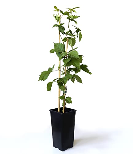 baldur-garten-zuckerbrombeere-asterina-2-liter-topf-stachellos image 8