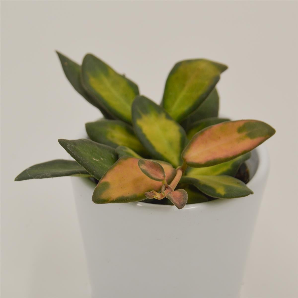 pasiora-hoya-burtoniae-f-variegata-porzellanblume-6cm-topf image 2
