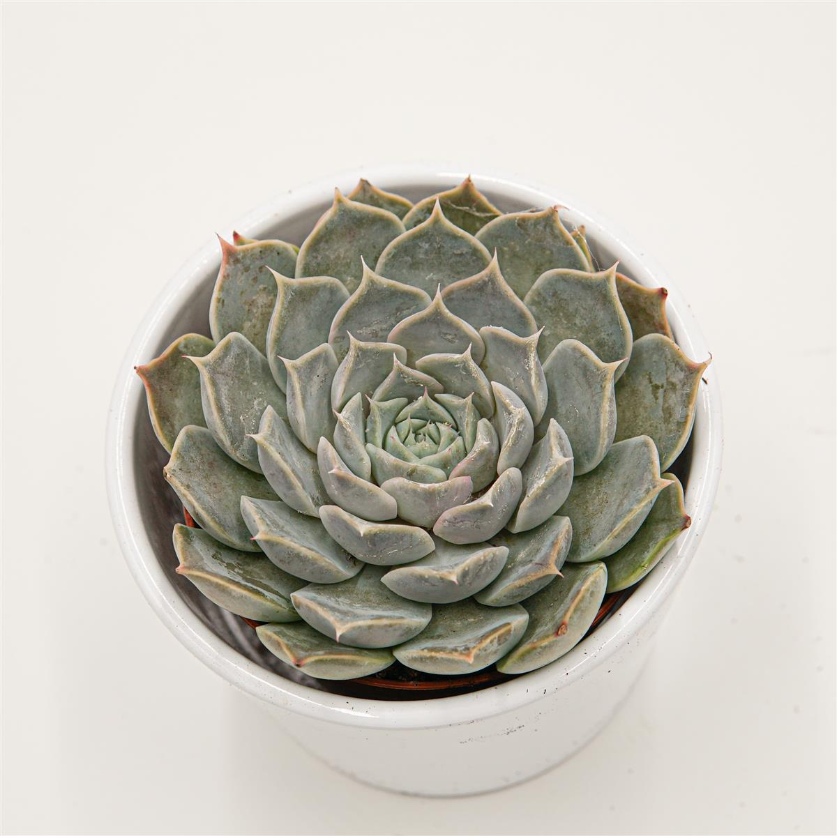 pasiora-echeveria-sp-gilo-hidalgo-8-5cm-rarit-t image 2