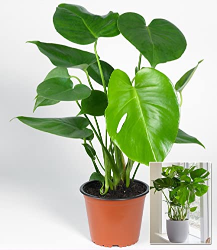 baldur-garten-monstera-deliciosa-fensterblatt-12-cm-topf image 8