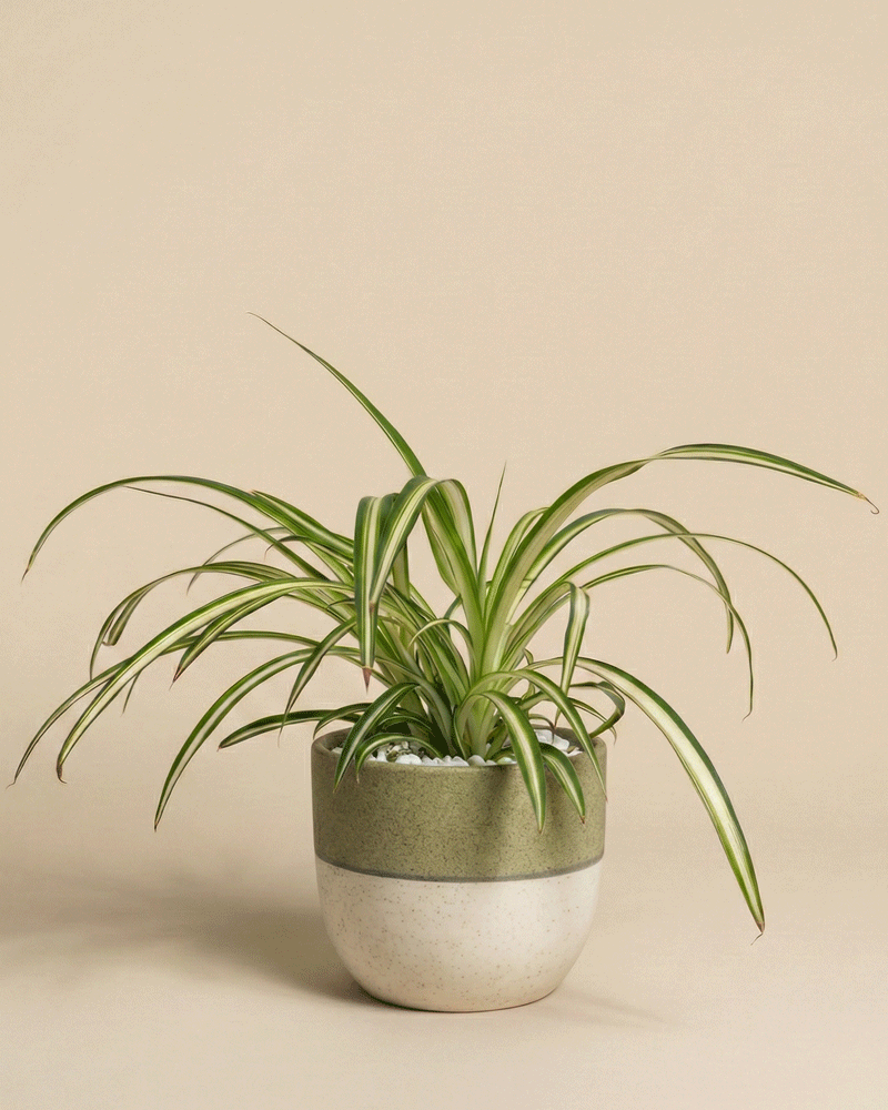 feey-gr-nlilie-chlorophytum-comosum image 4