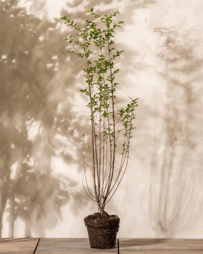 feey-liguster-ligustrum-vulgare-atrovirens-au-enpflanze image 3