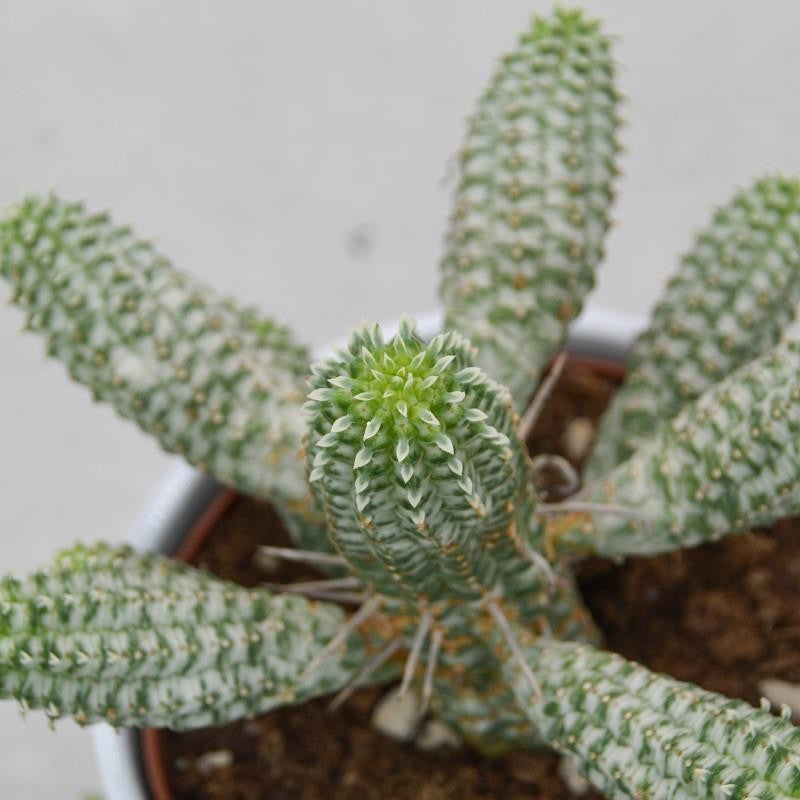 pasiora-euphorbia-mammillaris-f-variegata-sukkulente-12-cm-topf image 2