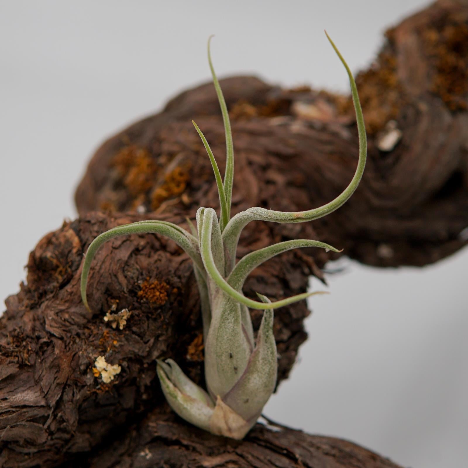 pasiora-tillandsia-caput-medusae-luftnelke-bromelie image 3