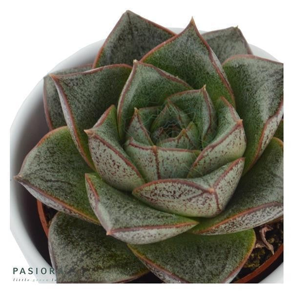 pasiora-echeveria-purpusorum-dionysos-6cm-topf-sukkulente image 2