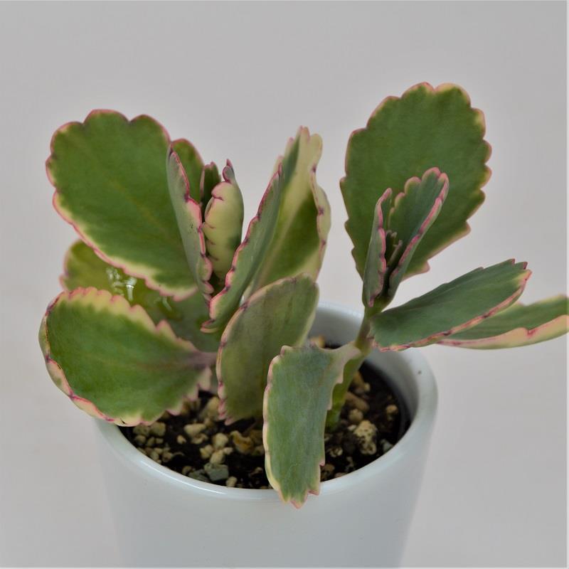 pasiora-kalanchoe-f-variegata-tricolor-sukkulente-im-5-5cm-topf image 1