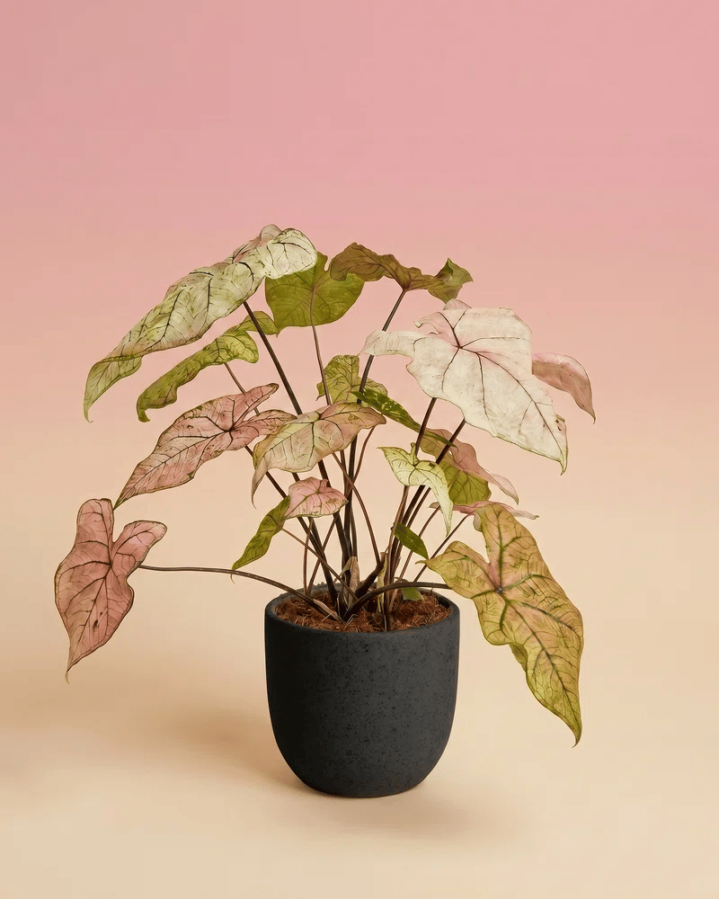 feey-caladium-spring-fling-zimmerpflanze image 6