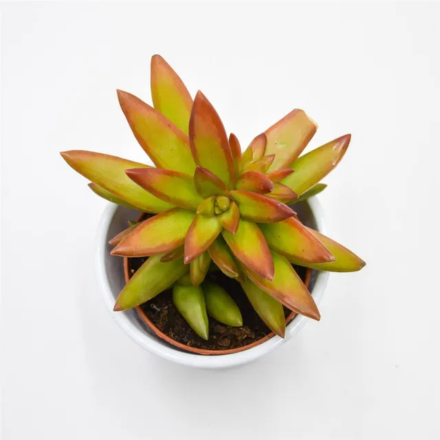 pasiora-sedum-firestorm-sukkulente-im-8-5cm-topf image 1