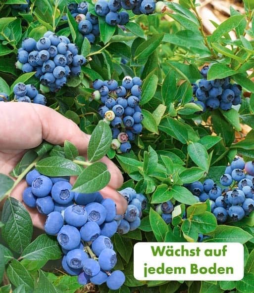 baldur-garten-beeren-naschgarten-5er-set-pflanzen-im-topf image 3