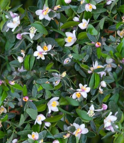 baldur-garten-kaviar-limette-exotische-zitruspflanze-im-12-cm-topf image 8
