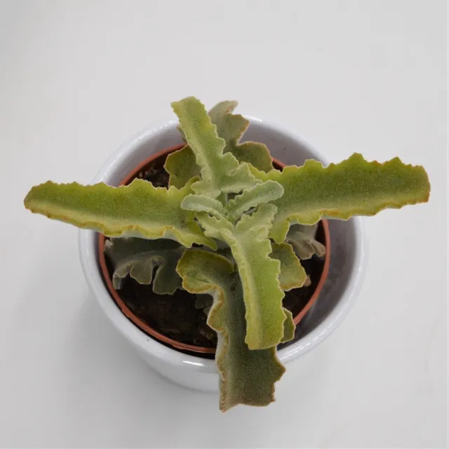 pasiora-kalanchoe-beharensis-roseleaf-sukkulente-im-8-5cm-topf image 1