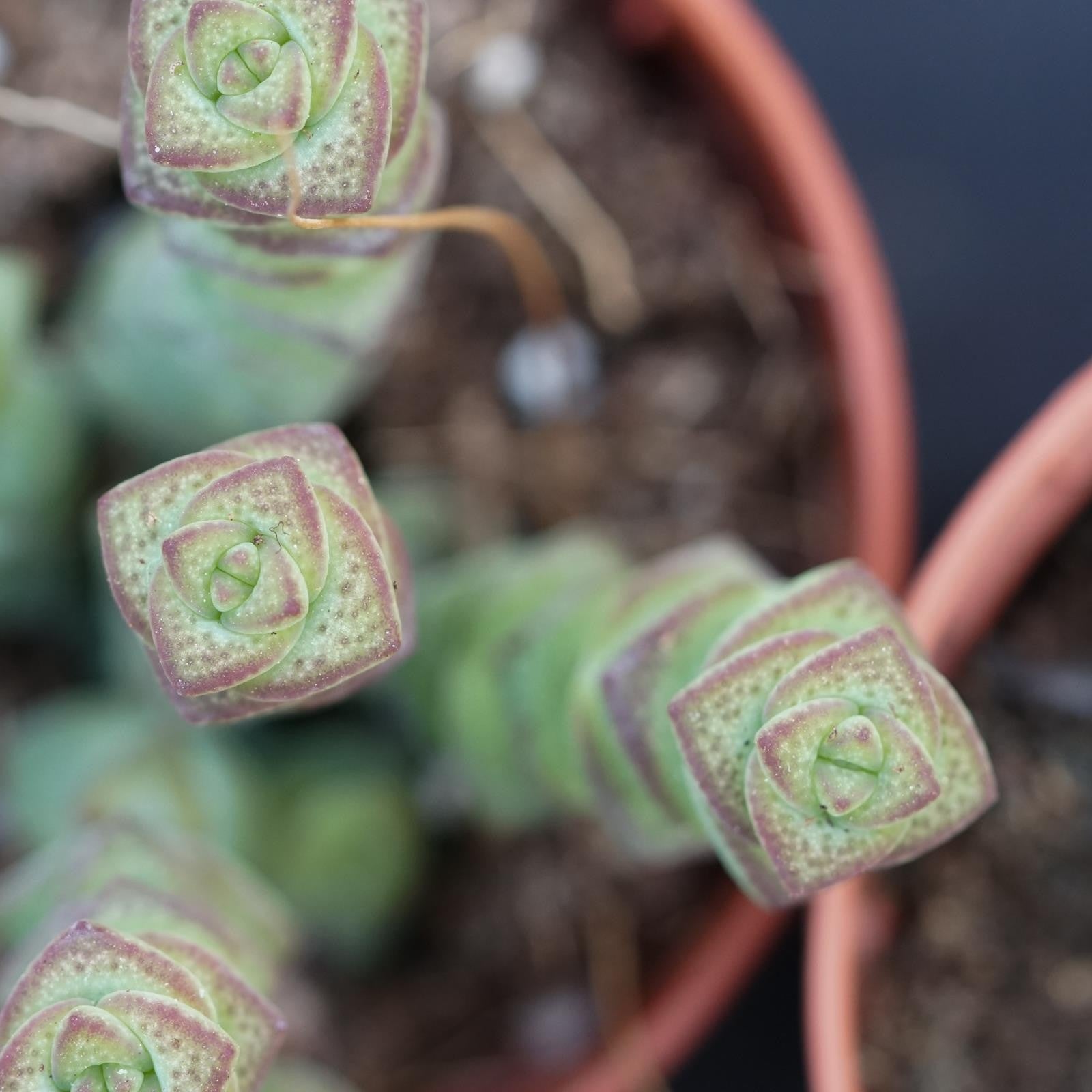 pasiora-crassula-rupestris-marnieriana-hottentot-sukkulente-6cm image 6