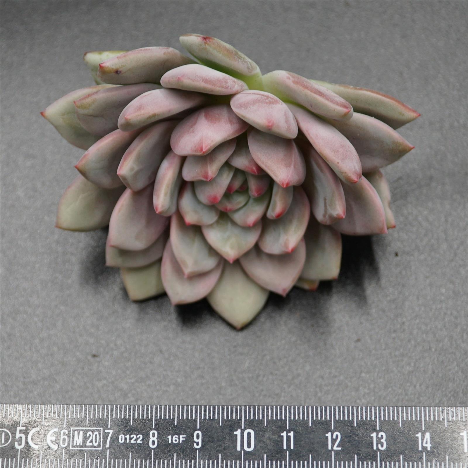 pasiora-echeveria-ariel-steckling-rarit-t-einzelst-ck image 2