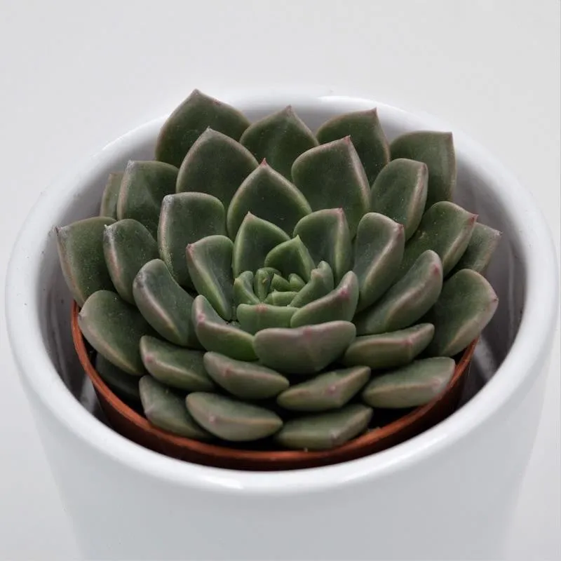 pasiora-graptopetalum-vega-sukkulente-im-5-5cm-topf image 1