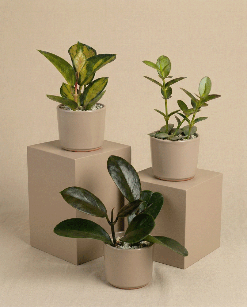 feey-baby-hoya-3er-set-im-spezialsubstrat image 5