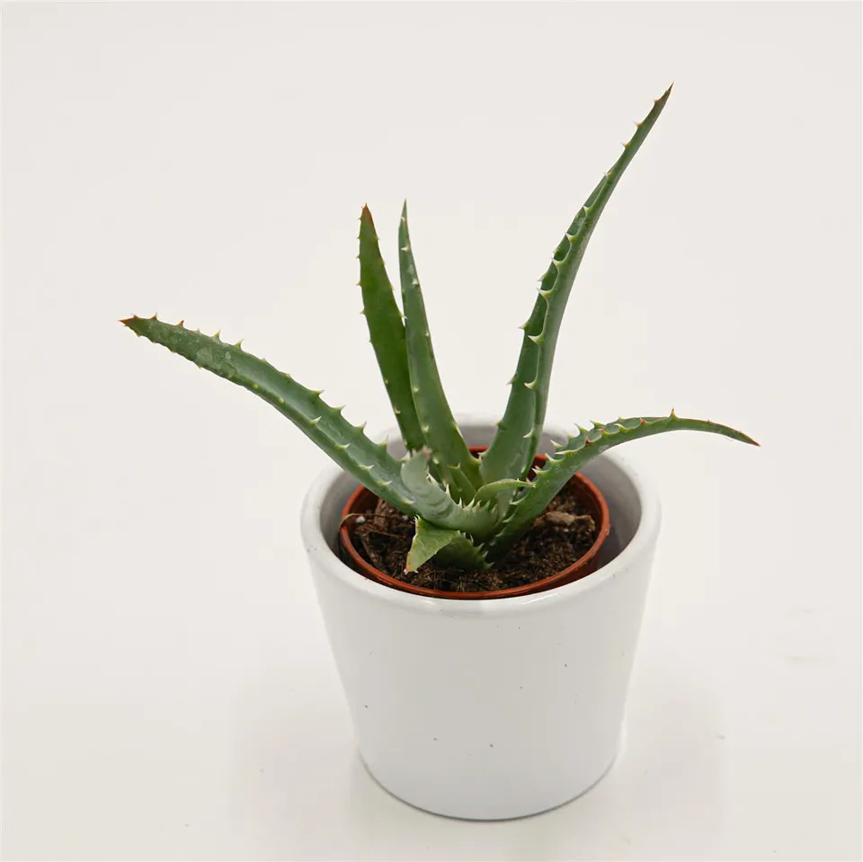 pasiora-aloe-arborescens-5-5-cm-topf image 1