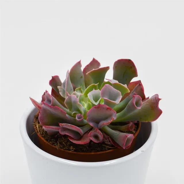 pasiora-echeveria-trumpet-pinky-short-sukkulente-8-5cm-topf image 1