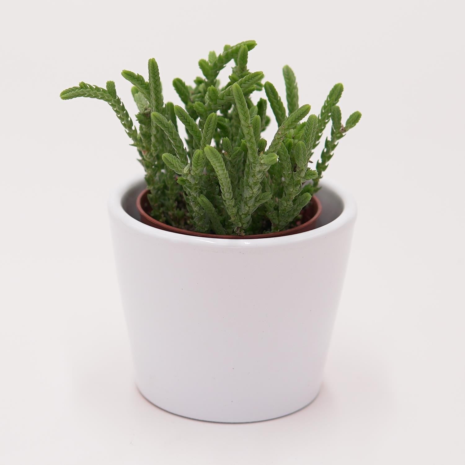 pasiora-crassula-lycopodioides-sukkulente-im-5-5cm-topf image 3