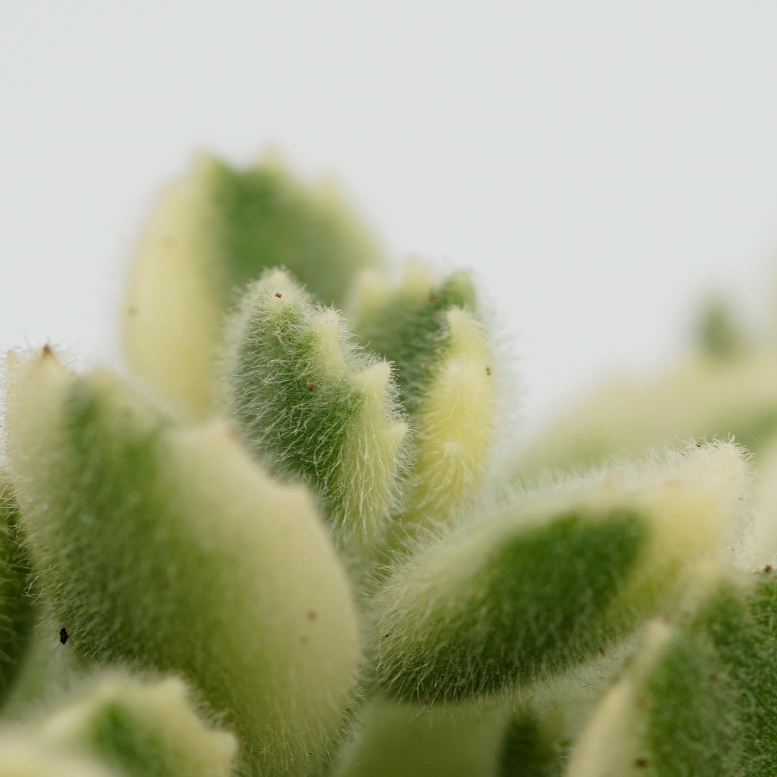 pasiora-cotyledon-tomentosa-variegata-8-5cm image 6