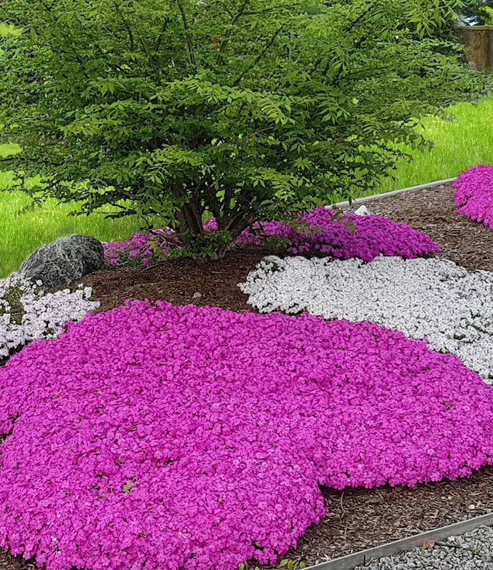 baldur-garten-roter-teppich-phlox-3x-stauden-im-9x9-cm-topf image 6