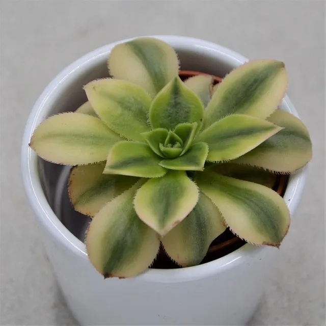 pasiora-aeonium-decorum-sunburst-sukkulente-5-5-cm-topf image 1