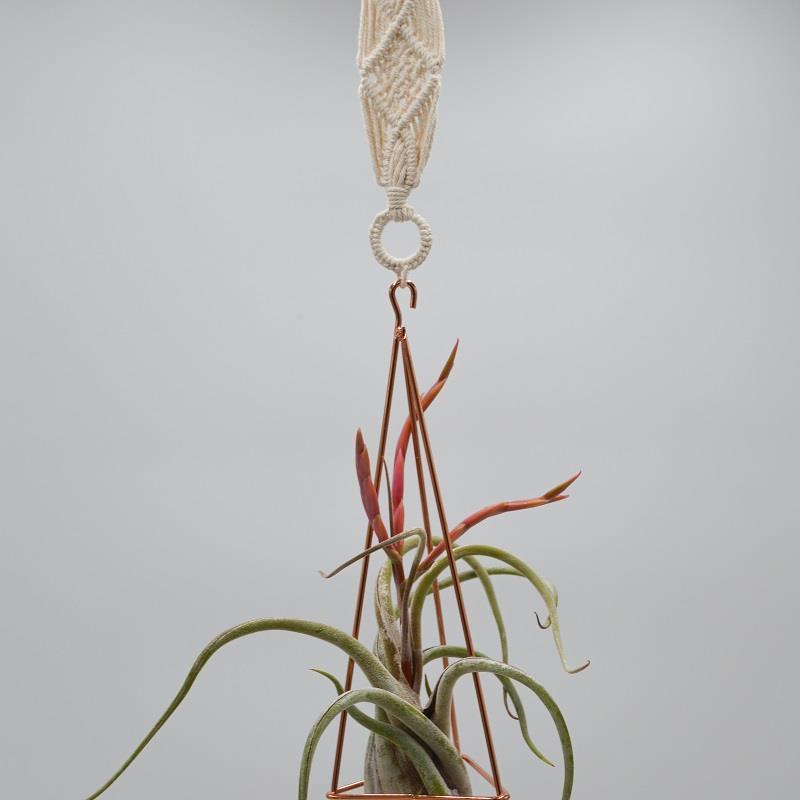 pasiora-himmeli-boho-deko-f-r-tillandsien-pflanzen image 2
