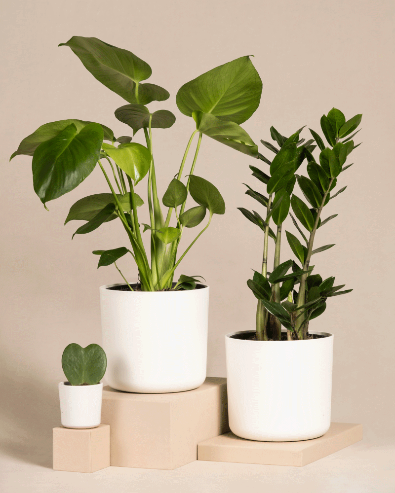 feey-trio-infernale-pflanzenset-monstera-deliciosa-gl-cksfeder-herzblatt image 6