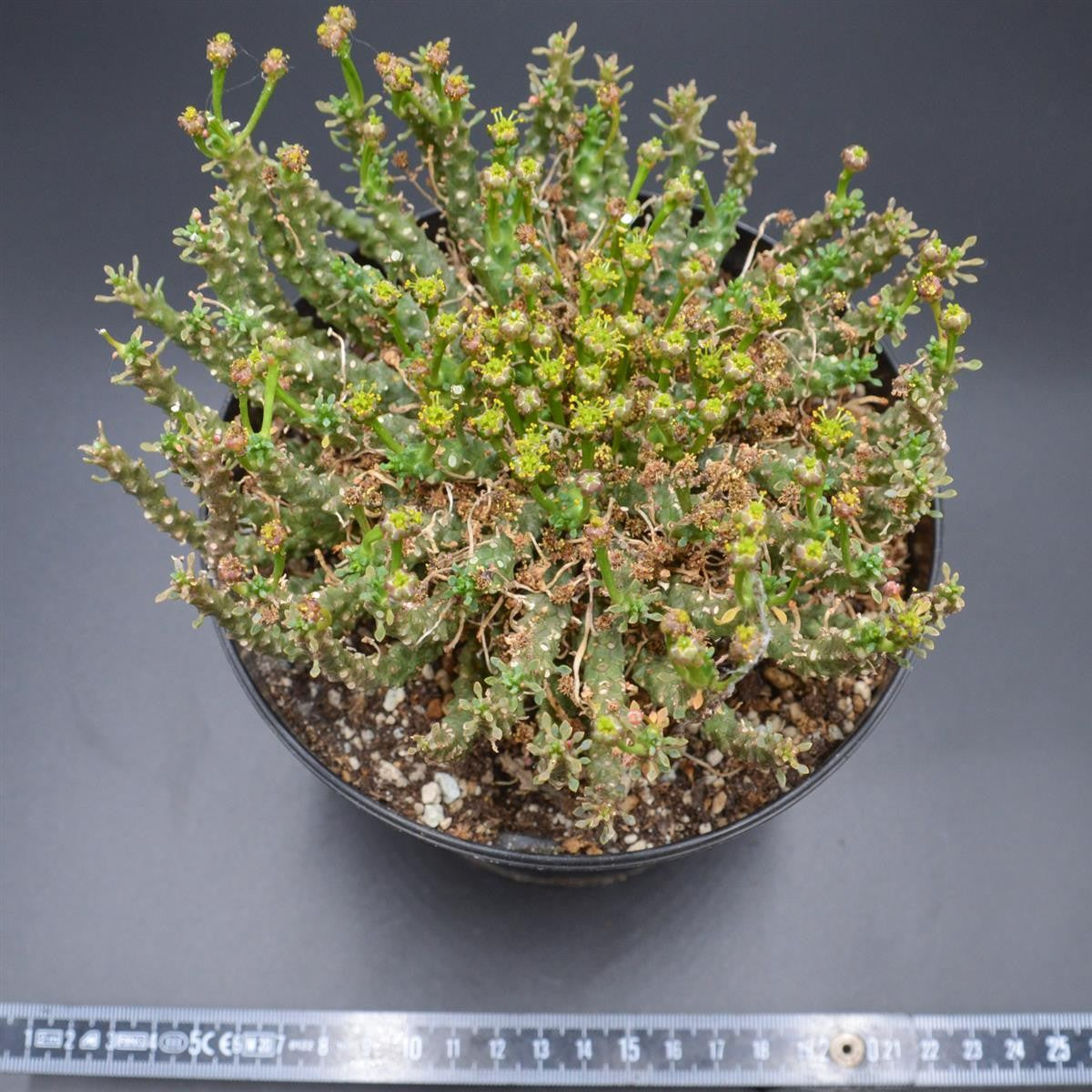 pasiora-euphorbia-pugniformis-xxl-sukkulente-einzelst-ck-rarit-t image 2